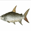 avatar maniekfish