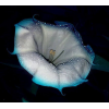 avatar moonflower36002