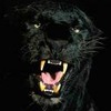 avatar pantherass