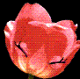 avatar rose4567