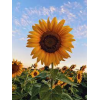 avatar sunflower36002