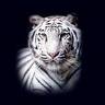 avatar tigeros