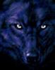 avatar wilczyca100