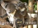 Miniaturka gry: Australian Koala Bears