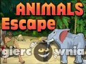 Miniaturka gry: Animals Escape