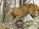 Miniaturka gry: Cougar Hunting In Woods