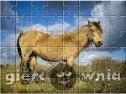 Miniaturka gry: Dartmoor Pony