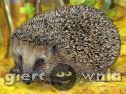 Miniaturka gry: Forest Hedgehog