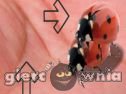 Miniaturka gry: Ladybug Mating Game