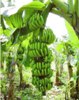 avatar bananos