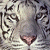 avatar domio53