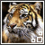 avatar tygrysek4