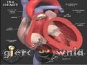 Miniaturka gry: Anathomy Jigsaw The Heart