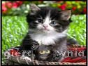Miniaturka gry: Cute Kitten Pairs