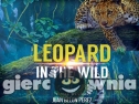 Miniaturka gry: Leopard in the Wild